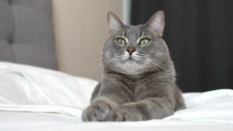 Gray cat lies on a white bed in a sphinx pose and looks towards the camera Stock Footage 301080150