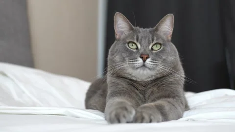 Gray cat lies on a white bed in a sphinx pose and looks towards the camera Stock Footage 301080151
