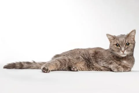 Gray cat lies on white Stock Photos