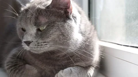 Gray cat lies on at window Stock Footage 161952740