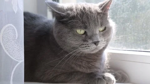 Gray cat lies on at window Stock Footage 161952783
