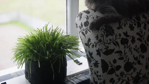 A gray cat lies by the window on the headboard near the grass and is sad. Stock Footage 134461577