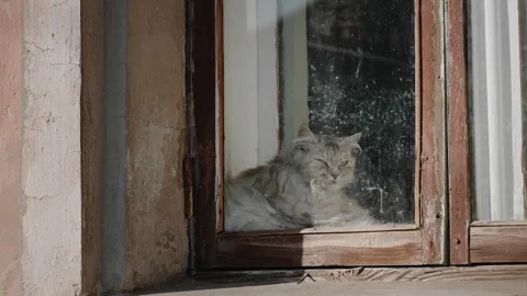 A gray cat lies on the windowsill looking out at the street Stock Footage 258650916