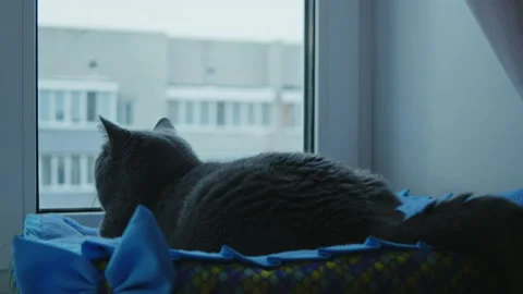 A gray cat lies on a windowsill in a soft bed and looks out the window, winter. Vídeo Stock 168424274