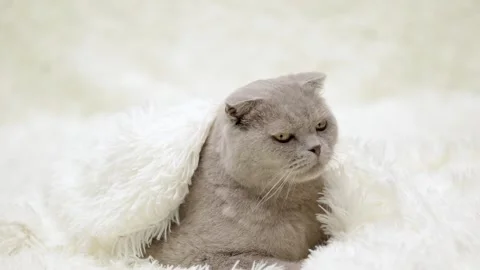 Gray cat on a light background Stock Footage 249580692