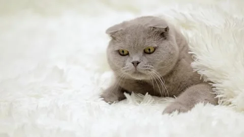 Gray cat on a light background Stock Footage 249580819