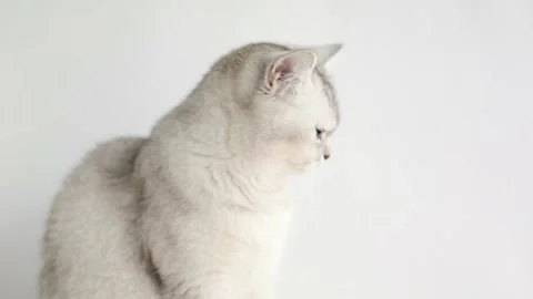 A gray cat on a light background looks around and meows Video stock 195152353