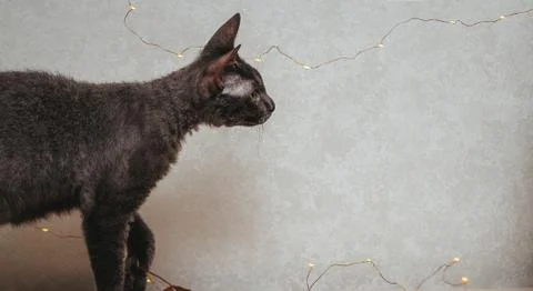 Gray cat on a light background looks curiously at a garland of lights, side v Stock Photos