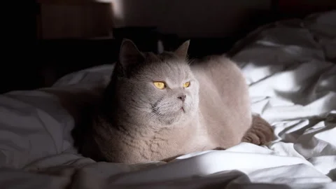 Gray cat looking around on bed Stock-Footage 312010208