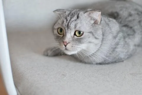 Gray cat looking attentive Stock Photos