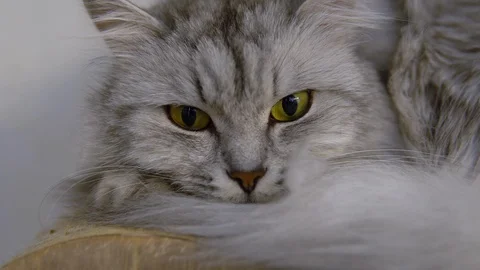 Gray cat is looking at the camera. The cat lies calmly and looks closeup. 库存影片 126240795