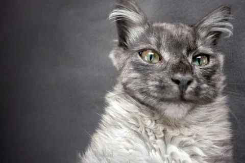 Gray cat looking at the camera, close-up Stock Photos