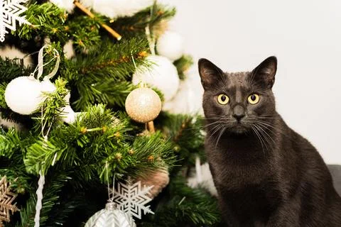 Gray Cat Looking at Camera by Decorated Christmas Tree Stock Photos