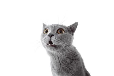 Gray cat looking at camera. Isolated on white background Stock Photos