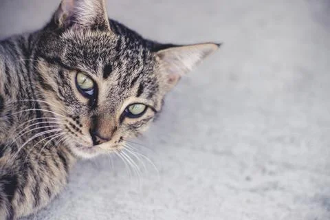 Gray Cat looking into camera Stock Photos