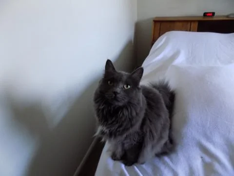 A gray cat looking at the camera Stock Photos