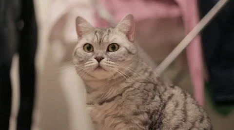 Gray cat , looking at camera , sitting and turning his head Stock Footage 60581526