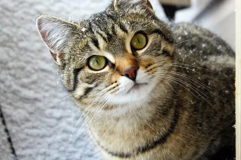 Gray Cat Looking At Camera With Snowy Background Photos