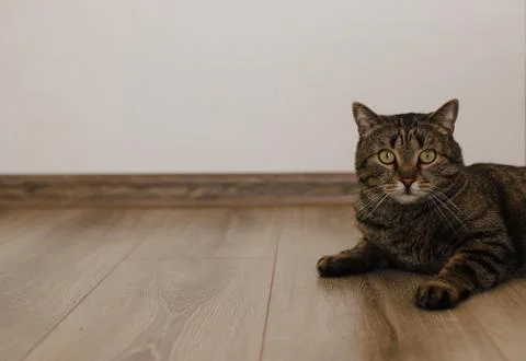 A gray cat is looking at the camera while lying on the floor. The cat lies on Stock Photos