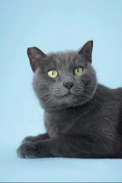 Gray cat looking up close-up portrait Stock Photos