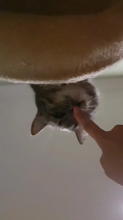 Gray Cat Looking Down and Touched on the Nose by Finger Stock Footage 296076045