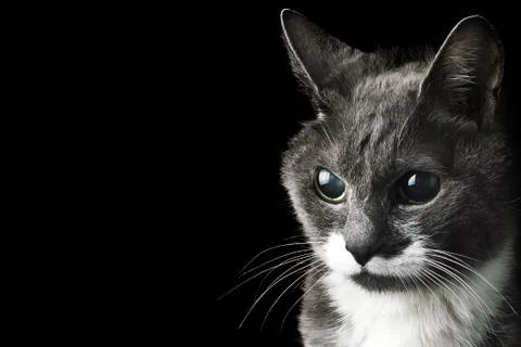 Gray cat looking Stock Photos