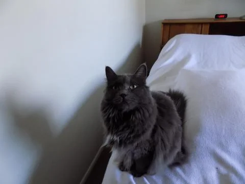 A gray cat looking up Stock Photos