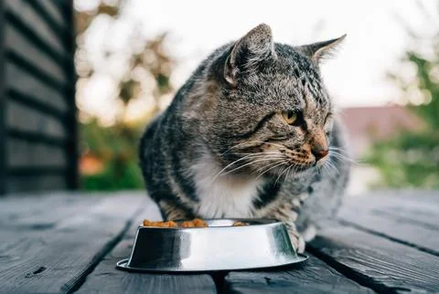 Gray cat looking side under the bowl full of dry food on the outdoor background Stock Photos