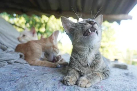 Gray cat looking up to the sky laughing Stock Photos