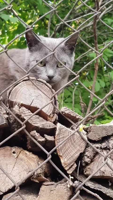 Gray Cat Looking Through Lattice While Sitting on Firewood Stock Footage 323608934