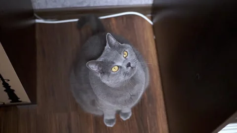 Gray cat looks up attentively Video stock 306777864