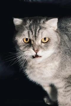 Gray cat looks at camera while sitting on  dark surface  home during daytime. Stock Photos