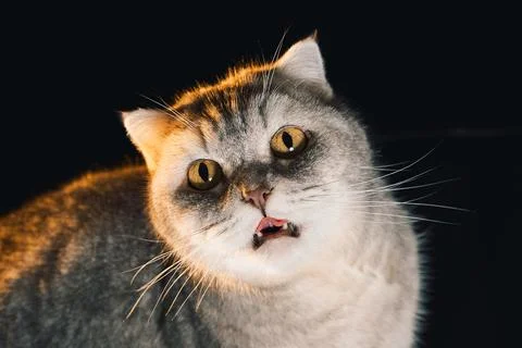 Gray cat looks at camera while sitting on  dark surface  home during daytime. Foto stock