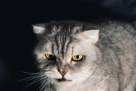Gray cat looks at camera while sitting on  dark surface  home during daytime. Stock Photos