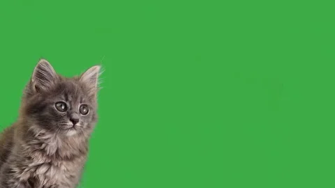 Gray cat looks in different directions on a green screen Stock Footage 246701336