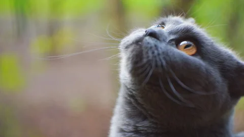 Gray cat looks out the window on the street where it is raining. Stock Footage 107818412