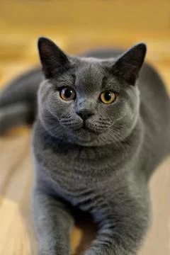 Gray cat looks straight into the camera, close-up Stock Photos