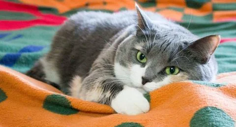 Gray cat is lost in thought Stock Photos