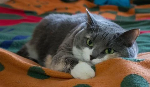 Gray cat is lost in thought Stock Photos