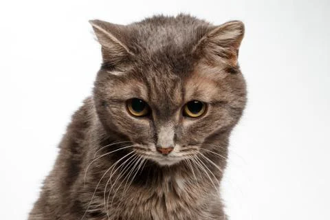 Gray cat lowered his head guiltily Stock Photos