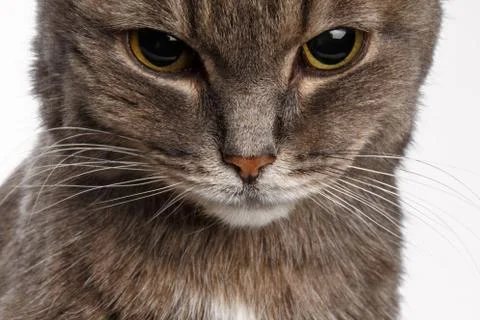 Gray cat lowered his head guiltily Stock Photos