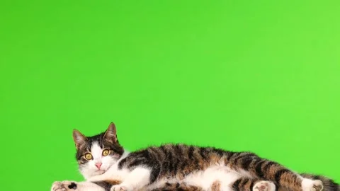 Gray cat lying and leaves a frame on a green background Stock Footage 103804649