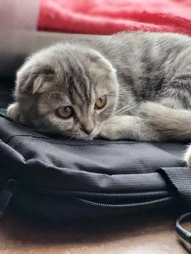Gray Cat Lying and Looking Aside Close Up Stock Photos