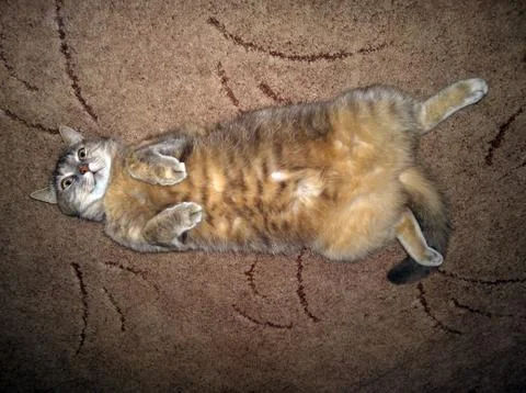 Gray cat lying on the back Stock Photos