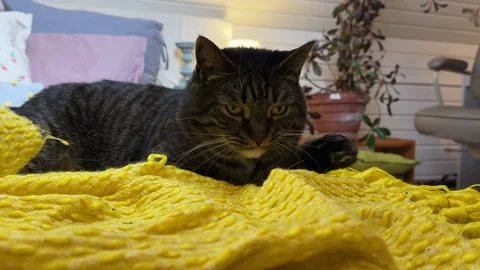 A gray cat lying on a bed in a bedroom with blue and yellow textiles, surrounded Stock Footage 308236163