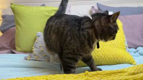 A gray cat lying on a bed in a bedroom with blue and yellow textiles, surrounded 스톡 동영상 308238642