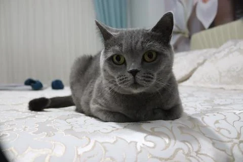 Gray cat lying on bed in front of floral pattern wallpaper Stock Photos