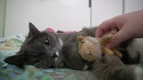 A gray cat is lying on a blanket with his favorite stuffed toy. Stock Footage 320573910