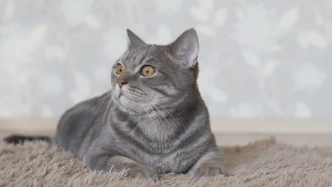 Gray cat lying on the brown carpet, looking at the sides, yawing and going away Stock Footage 108724774