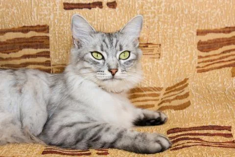 A gray cat lying on a brown couch Stock Photos